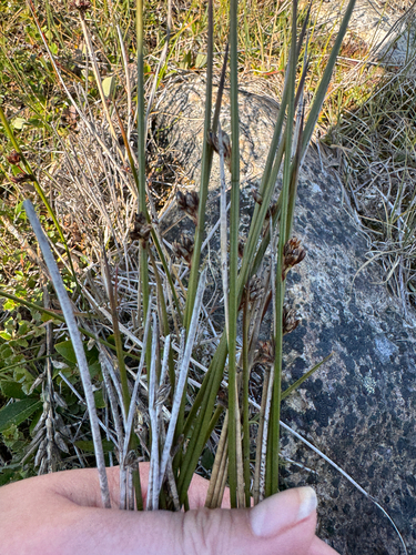 Juncus arcticus, photograph 2