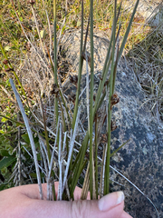 Juncus arcticus, photograph (c) Ida B D Jacobsen, some rights reserved (CC BY)