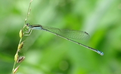 Aciagrion occidentale