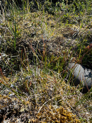 Oreojuncus trifidus, photograph 5