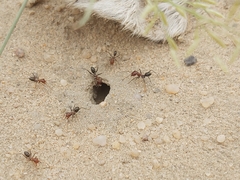 Cataglyphis adenensis