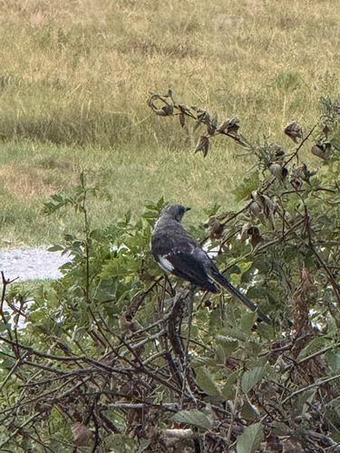 Northern Mockingbird