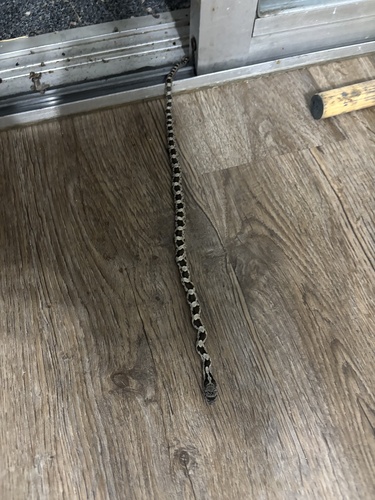 Central Ratsnake