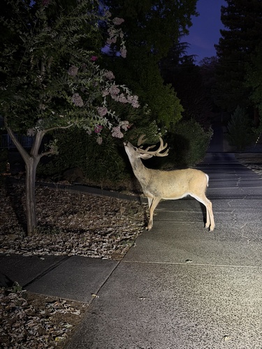 Mule Deer