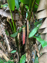 Heliconia mariae
