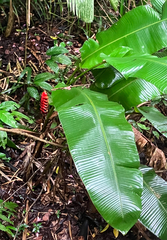 Heliconia imbricata, photograph (c) River Ahlquist, some rights reserved (CC BY)