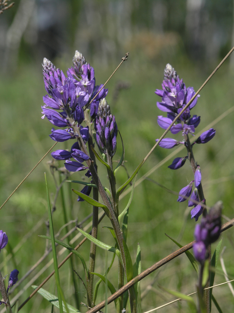 Polygala hybrida