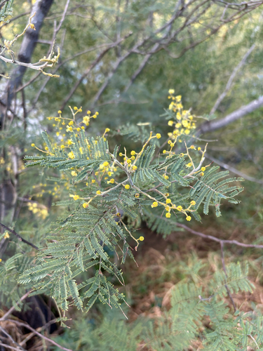 Silver wattle