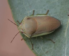 Coleotichus costatus