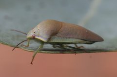 Coleotichus costatus