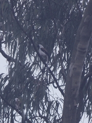 Dendrocitta leucogastra