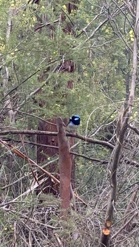 Superb Fairywren