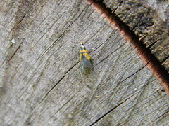Schiffermuelleria schaefferella
