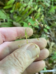 Luzula acuminata carolinae