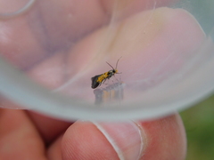 Schiffermuelleria schaefferella