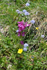 Pedicularis gyroflexa