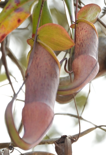 Nepenthes sanguinea