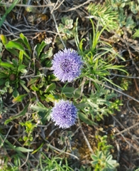 Globularia bisnagarica