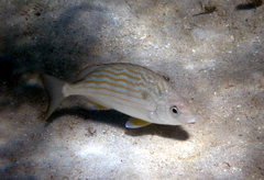 Archosargus rhomboidalis