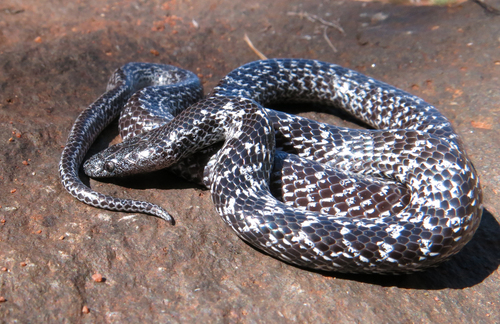Photo of a Variegated Wolf Snake (Lycophidion variegatum)