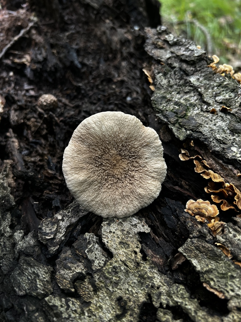 Lactifluus gerardii · August 2026 · photo: Photo: no rights reserved · iNaturalist