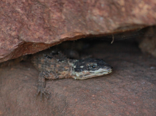 Flat Dragon Lizard, Smaug depressus