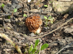 Verpa bohemica