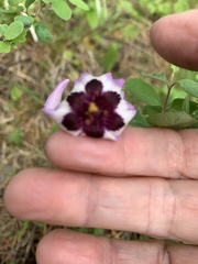 Erythronium hendersonii