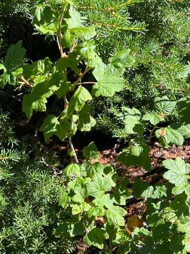 Ribes acerifolium, 2026-08-03