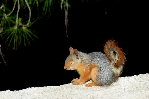 Caucasian Squirrel