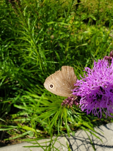 Common Wood-Nymph