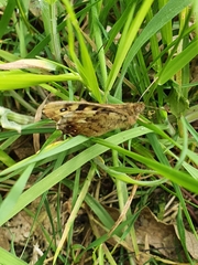 Pararge aegeria