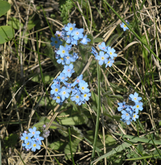 Myosotis imitata