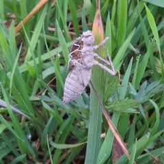 Libellula depressa