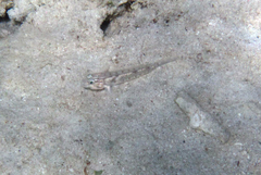 Coryphopterus glaucofraenum