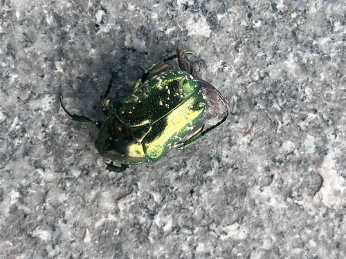 Oriental Flower Beetle