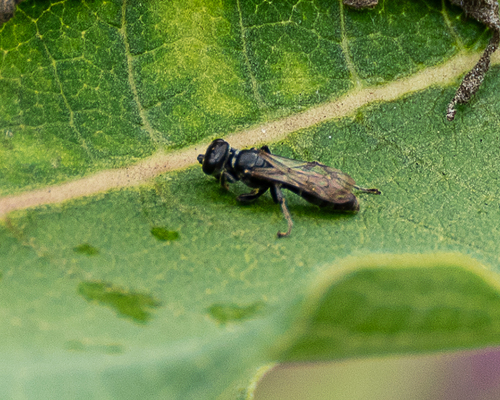 Lyroda subita observed 2026-08-24