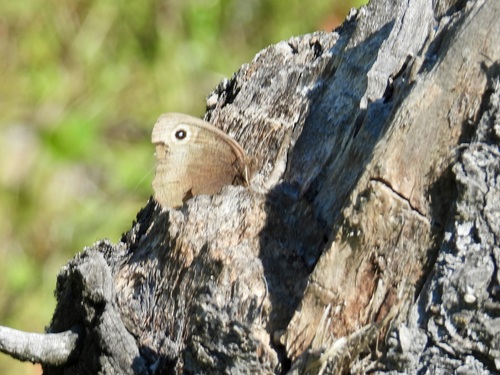 Common Wood-Nymph