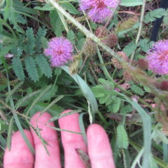 Mimosa nuttallii