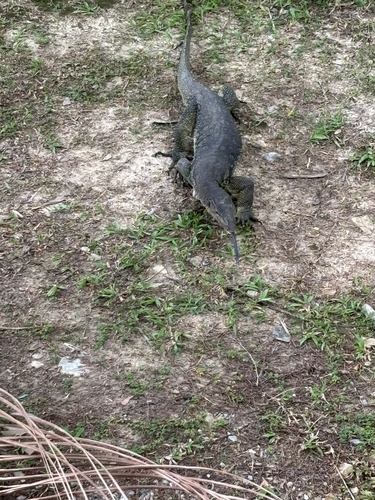 Common Water Monitor