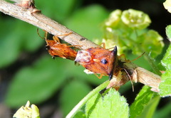Elasmucha ferrugata