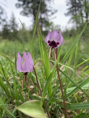Erythronium hendersonii