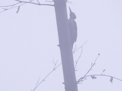 Chrysocolaptes guttacristatus