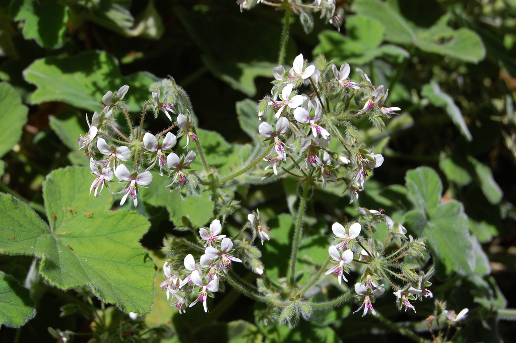 Peppermintscented geranium (Geranium Family of North America