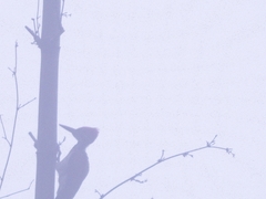 Chrysocolaptes guttacristatus