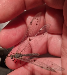 Bandidus canifrons