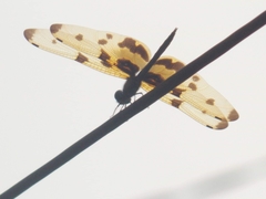 Rhyothemis variegata