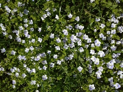 Veronica filiformis