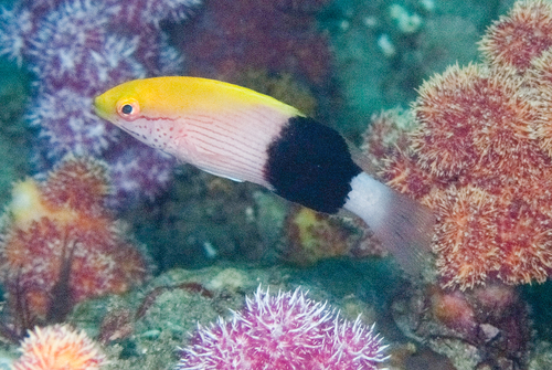 Bodianus bilunulatus observed 2026-08-06
