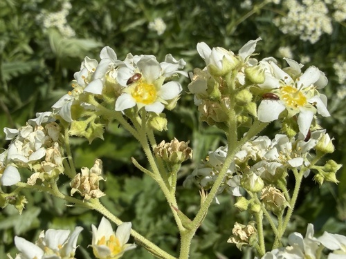 Boykinia major